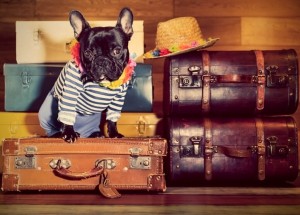 travelling with pet- before you go