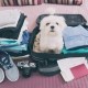 Feature image- travelling with your pet