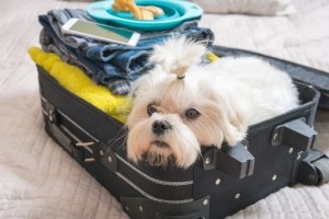 travelling with pets- before you pack